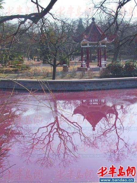 前年能钓鱼去年变臭 八大关景观湖今年成红水湖