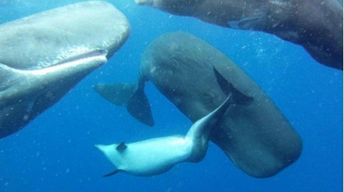 鲸鱼鲜为人知的秘密：抹香鲸收养畸形宠物 图