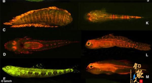 水下鱼类荧光秀 同伴交流或吸引异性 图