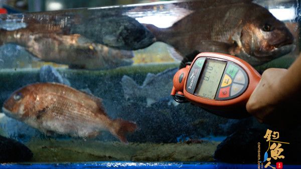 日本福岛沿岸发现鱼类放射物含量超标124倍