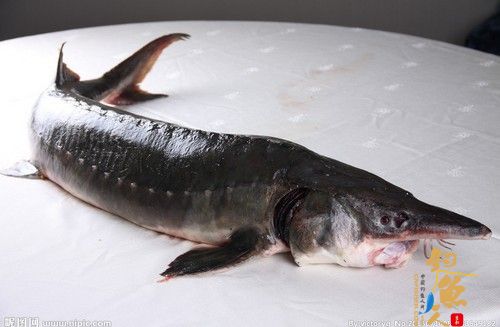 黑龙江省网箱养殖鲟鳇鱼大量上市