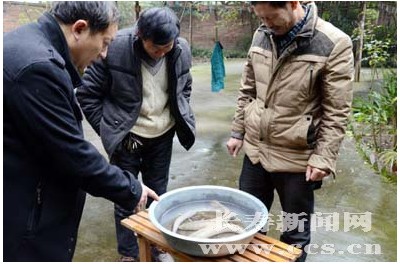 重庆长寿区稻田养鱼有了新品种－白乌鱼