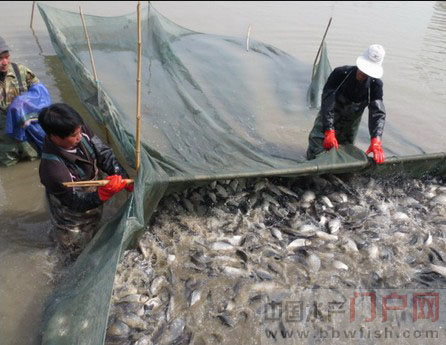 江苏鲫鱼存塘量过多,价格表现反常
