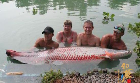 英国女子钓到110公斤淡水鱼打破世界纪录 组图