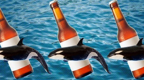 冰岛啤酒厂用鲸鱼酿酒遭环保组织抨击