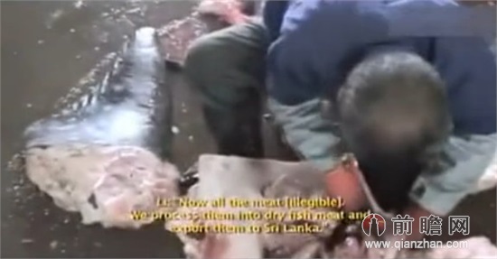 温州鲨鱼村工人血腥屠杀鲨鱼 几十条鲨鱼瞬间成碎末现场惊悚 视频截图