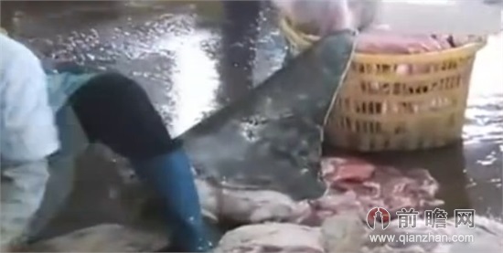 温州鲨鱼村工人血腥屠杀鲨鱼 几十条鲨鱼瞬间成碎末现场惊悚 视频截图