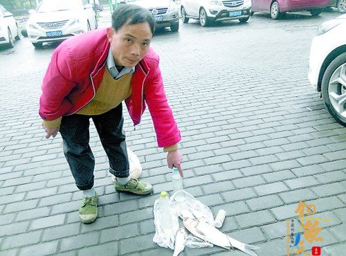 池子150斤鱼翻白肚疑是上游农药浸入