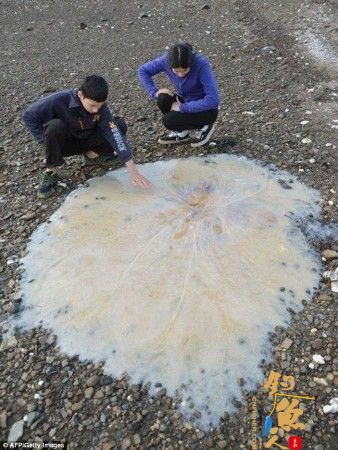 澳大利亚海滩现巨型水母直径达1.5米 图