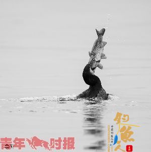 西湖里 鸬鹚抓起包头鱼当大餐 图