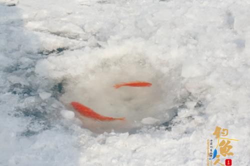 沈阳：丁香湖垂钓 观赏鱼遭殃 组图