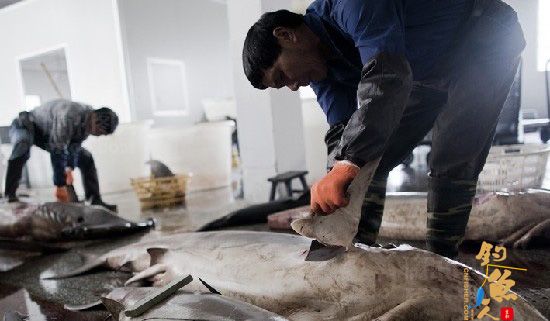环保组织“野生生物危机”报告指称浙江蒲岐镇屠鲨场滥杀 图