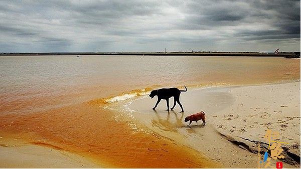 澳大利亚悉尼一海湾海水变橙色 原因不明 图