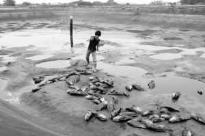 文昌养殖户上万斤鱼疑遭投毒致死 损失50万元