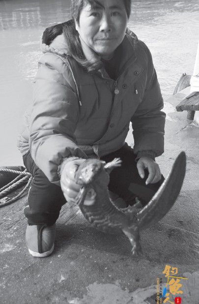 芜湖渔民捕获两条娃娃鱼 出现在长江较少见 组图