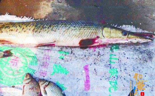 黄岛捞出罕见怪鱼 卵自带有剧毒能致人死亡  图