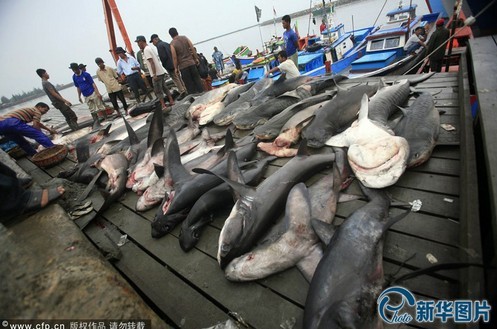 镜头记录印尼渔民捕杀鲨鱼过程 鱼翅交易残忍血腥 图