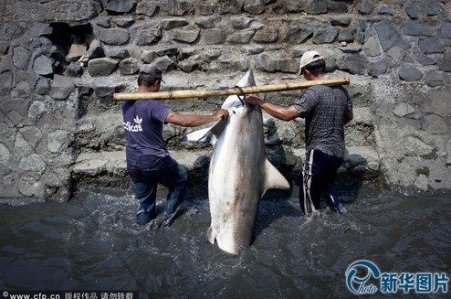 镜头记录印尼渔民捕杀鲨鱼过程 鱼翅交易残忍血腥 图