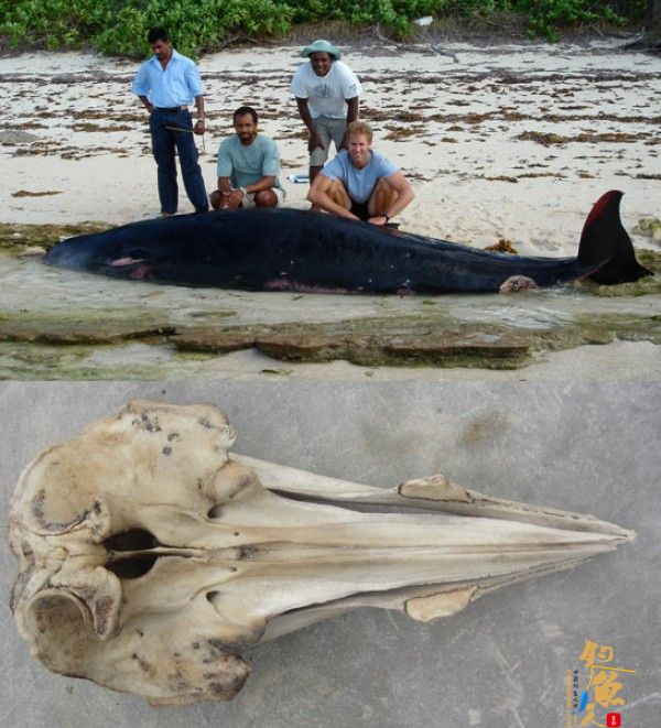科学家利用肉干“复活”消失的鲸鱼 复原图