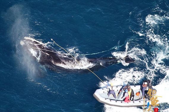 美濒危鲸鱼被困85米捕鱼线终获救 图