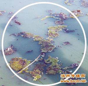 滨州:这么脏的水里捞起的鱼能吃吗