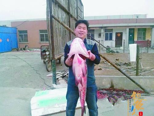 东营男子钓到罕见大花鲢 长约1.2米重达38斤