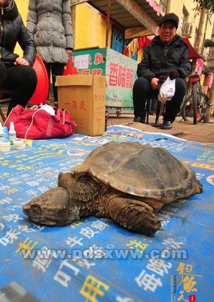 平顶山街道现鳄鱼龟 实为小贩招揽生意