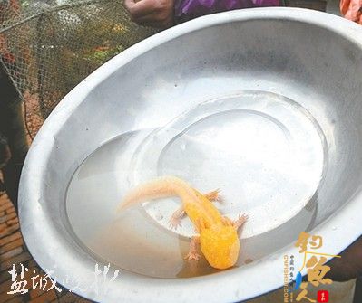 江苏市民市区捕获“六角恐龙”鱼