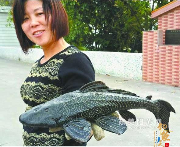 广东东莞厚街镇“垃圾鱼”藏身鱼塘 体长30厘米