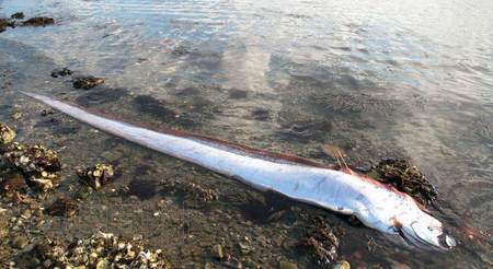 日本海岸相继发现平日罕见深海鱼 长逾4米(图)