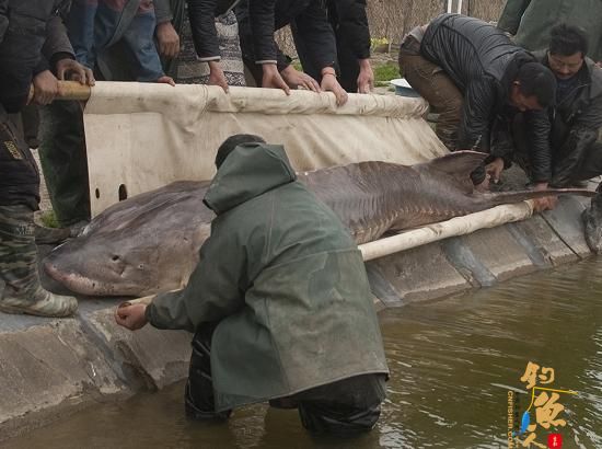渔民误捕大型中华鲟 长3.45米身上有多处老伤 图