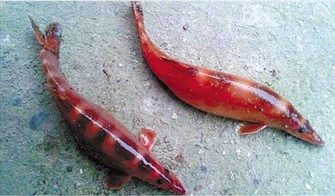 浙江惊现肉粉色泛金光小鱼 完爆天价黄金鱼 组图