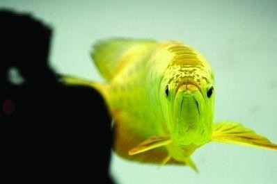 浙江惊现肉粉色泛金光小鱼 完爆天价黄金鱼 组图