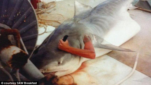 澳大利亚男子钻鲨鱼腹中 假扮从鱼鳃处伸手“求生”