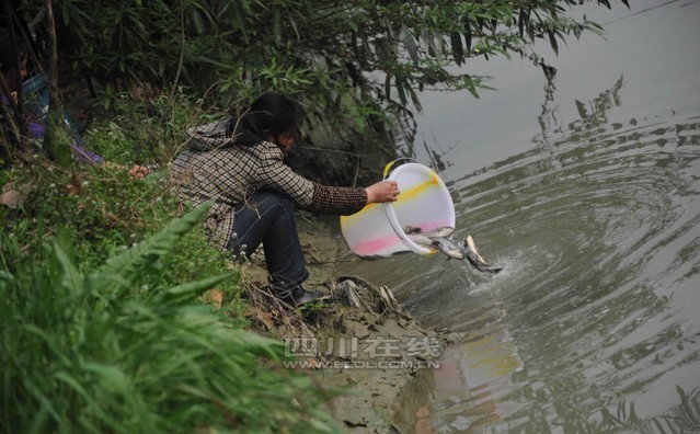成都市民锦江边放生 下游钓鱼者扎堆围捕
