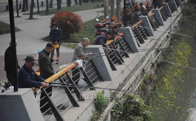 成都市民锦江边放生 下游钓鱼者扎堆围捕