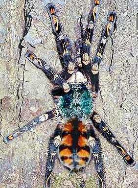 赞比亚人型狼蛛