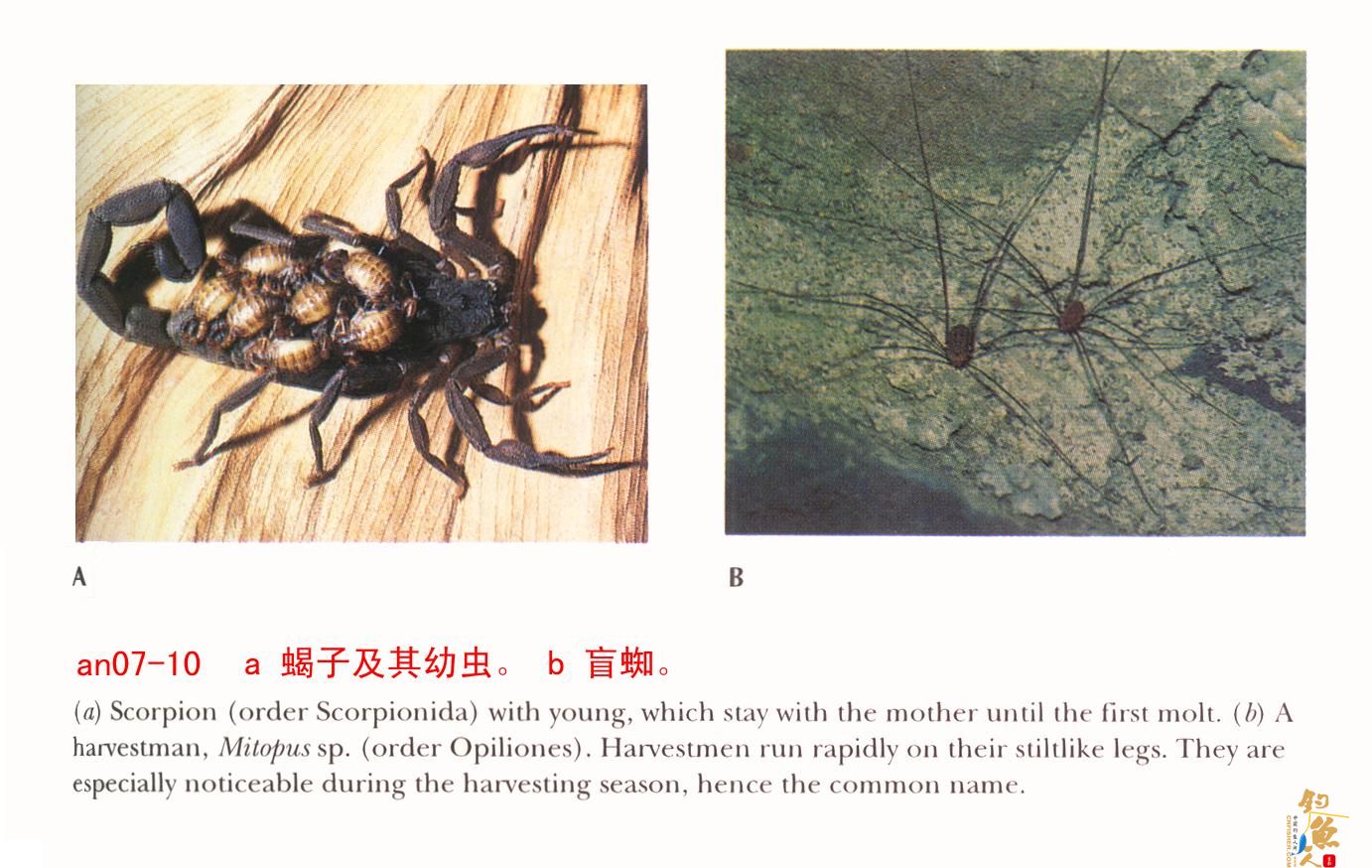 蝎子又名全虫,属动物界的节肢动物门,蛛形纲、蝎目。目前已知的蝎种类有6科、70属、650多种。世界各地均有分布,我国主要是东亚钳蝎、属钳蝎科。 由于蝎子的药用价值很高,所以,目前越来越多的人开始养殖蝎子。