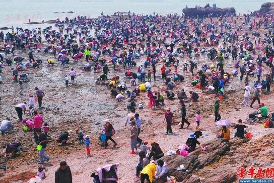 钓鱼观景大沽河，万人赶海蛤蜊节