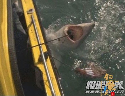 英国垂钓者海钓钓上204公斤大鲨鱼将其放生