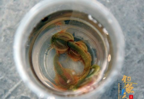 四川汶川惊现半虾半鱼奇丑生物：来自恐龙时代 三眼恐龙虾