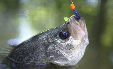 鱼塘垂钓鱼不吃钩的几种常见原因