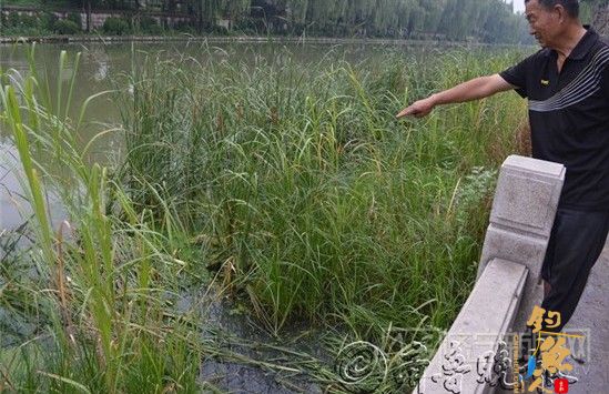 钓鱼者为图方便镰刀开路 济宁蒲苇荡被“腰斩”