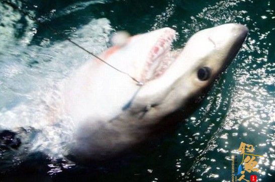 美男子近海垂钓 意外钓上凶猛大白鲨