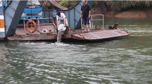 浙江丽水景宁联合县钓鱼协会开展增殖放流,推进水生态文明建设