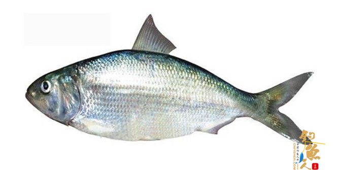 中国名贵鱼种—— 鲥鱼