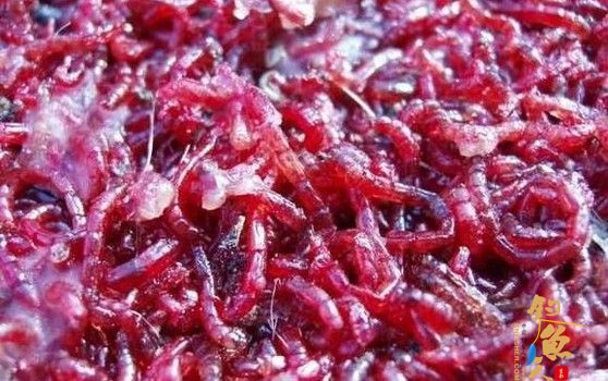 秋冬必杀饵红虫的饲养小窍门