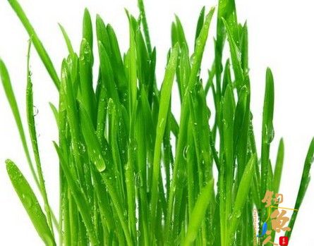 蔬菜类鱼饵韭菜的制作饵料使用方法