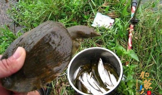 七种诱捕甲鱼的绝技和秘诀