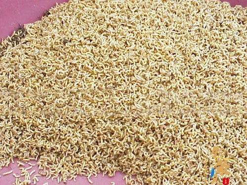 比蚯蚓还好用的虫饵—蝇蛆肉蛆